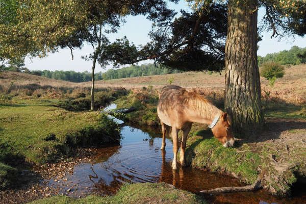 A horse in the New Forest